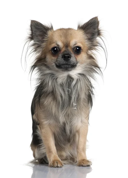 Chihuahua de pelo largo, 2 años, sentado frente al fondo blanco —  Fotos de Stock