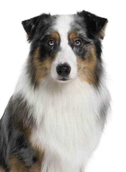 Australian Shepherd dog, 3 years old, in front of white background — Stock Photo, Image