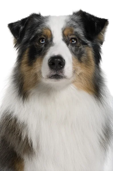 Australian Shepherd dog, 3 years old, in front of white background — Stock Photo, Image