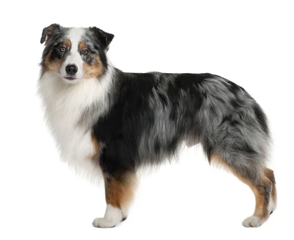 Australian Shepherd dog, 3 years old, standing in front of white background — Stock Photo, Image