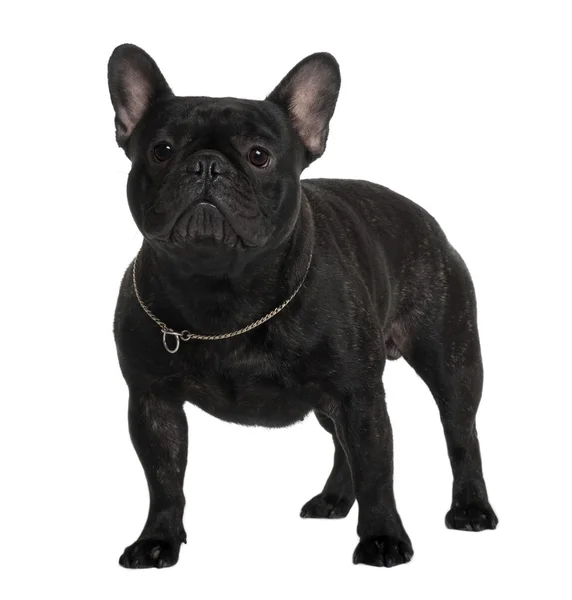 French Bulldog, 2 Years old, standing in front of white background — Stock Photo, Image