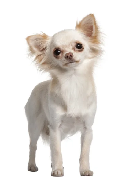 Chihuahua, 9 hónapos, fehér háttér előtt áll — Stock Fotó