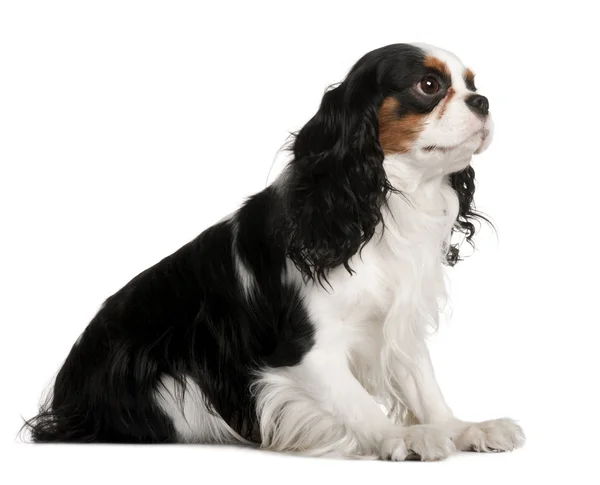 Cavalier King Charles Spaniel, 2 years old, sitting in front of white background — Stock Photo, Image