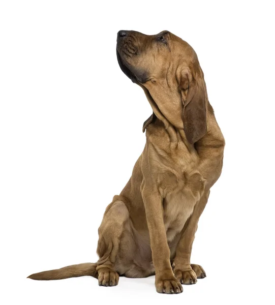 Saint-Hubert dog, 1 year old, sitting in front of white background — Stock Photo, Image
