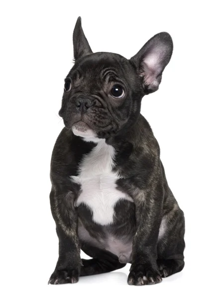 French Bulldog puppy, 3 months old, sitting in front of white background — Stock Photo, Image