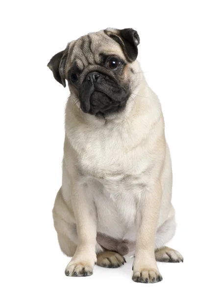 Young Pug puppy, 6 months old, sitting in front of white background — Stock Photo, Image