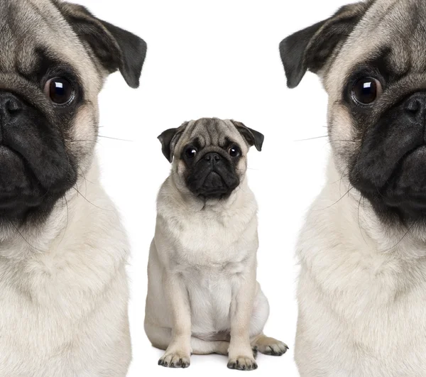stock image Portrait of three pug dogs sitting in front of white background