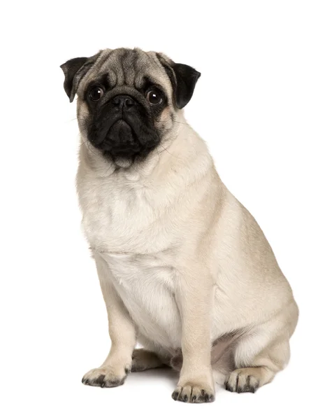 Young Pug, 6 months old, sitting in front of white background — Stock Photo, Image