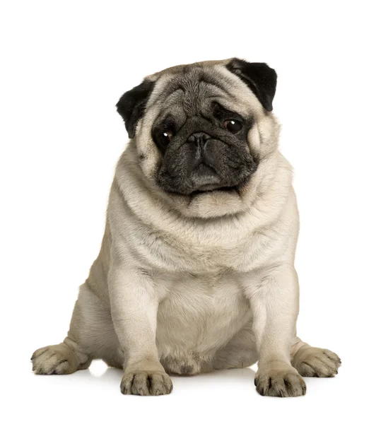 Pug, 4 years old, sitting in front of white background — Stock Photo, Image