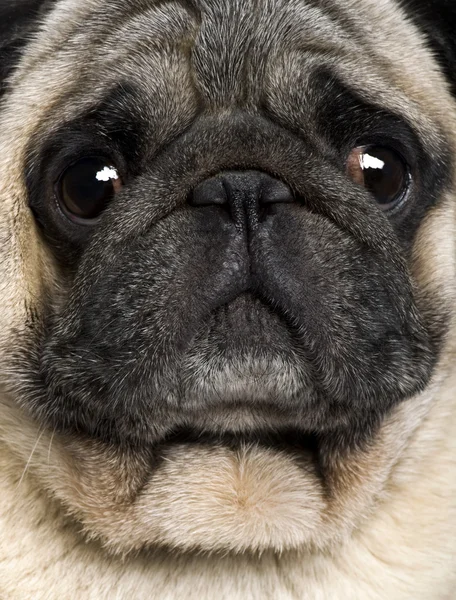 Close-up of Pug, 4 years old — Stock Photo, Image