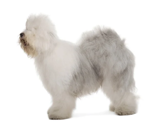 English Sheepdog, 1 year old, standing in front of white background — Stock Photo, Image