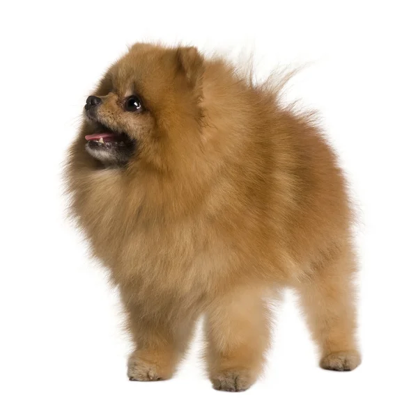 Pomeranian dog, 4 years old, standing in front of white background — Stock Photo, Image