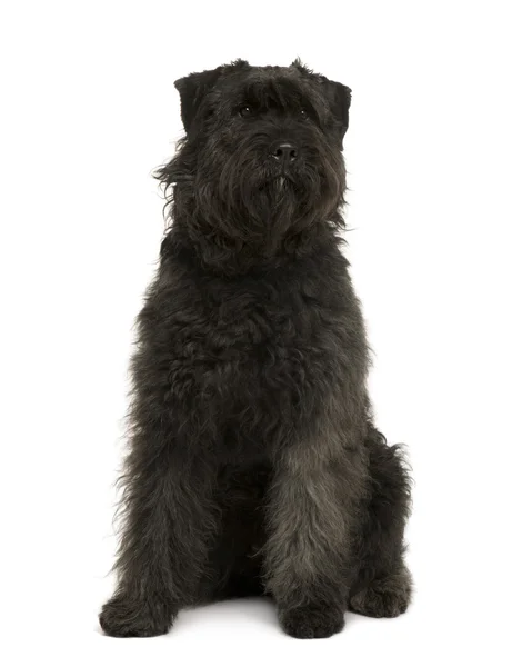 Bouvier des Ardennes dog, 1 year old, sitting in front of white background — Stock Photo, Image