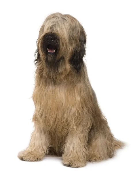 Briard dog, 14 months old, sitting in front of white background — Stock Photo, Image
