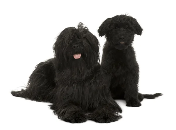 Two Briard dogs, 2 years old and 13 weeks old, sitting in front of white background — Stock Photo, Image