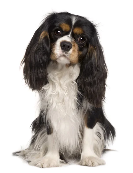 Cavalier King Charles dog, 14 months old, sitting in front of white background — Stock Photo, Image