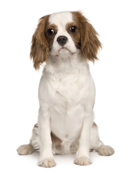 Cavalier King Charles dog, 6 months old, sitting in front of white background — Stockfoto
