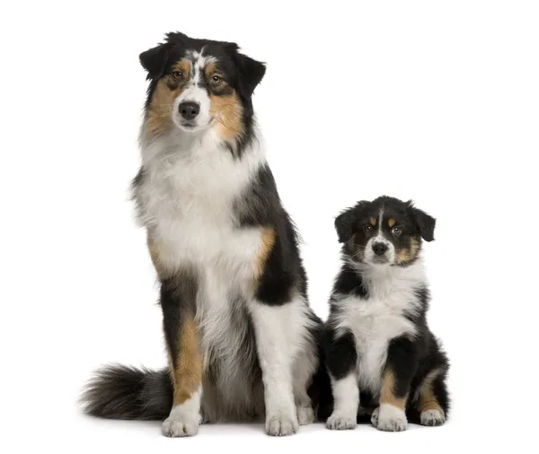 Two Australian Shepherd dogs, 1 year old and a puppy of 8 weeks old, sitting in front of white background — Stock Photo, Image