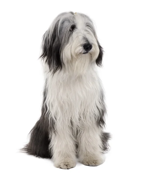Bearded Collie, 11 months old, sitting in front of white background — Stock Photo, Image