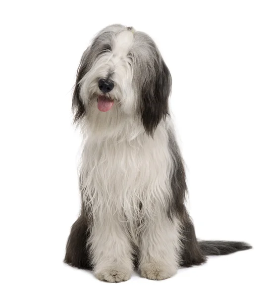 Bearded Collie, 11 months old, sitting in front of white background — Stock Photo, Image