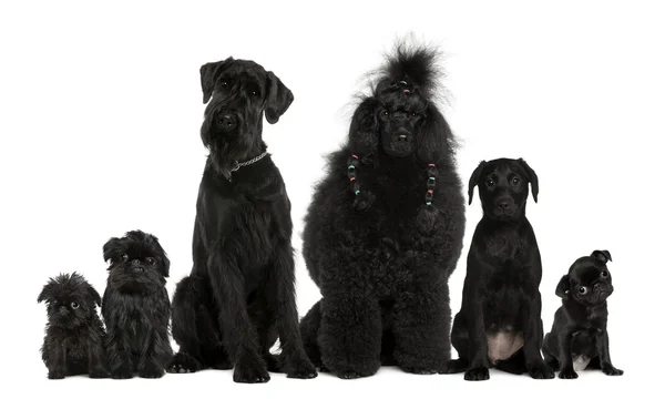Grupo de cães, Poodle, pug, griffon Bruxellois e uma raça mista — Fotografia de Stock