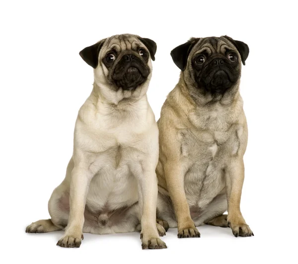 Two young pugs, 6 months old, sitting in front of white background — Stock Photo, Image