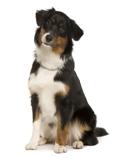 Australian Shepherd puppy, 7 months old, sitting in front of white background — Stock Photo, Image