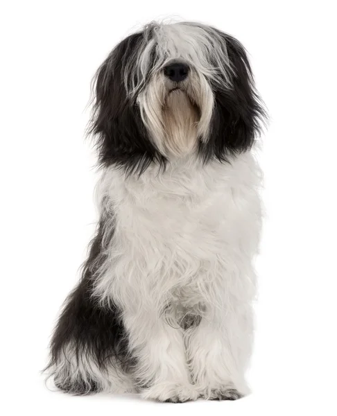 Polish Lowland Sheepdog, 10 months old, sitting in front of white background — Stock Photo, Image