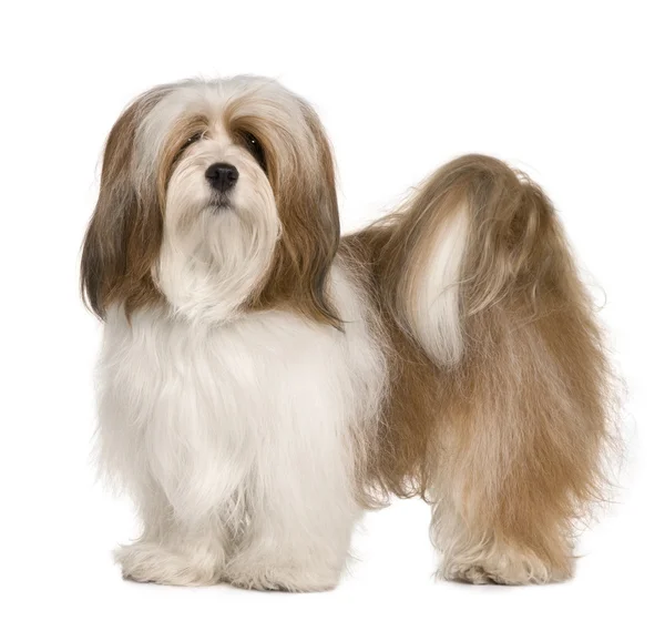 Lhasa apso, 1 year old, standing in front of white background — Stock Photo, Image