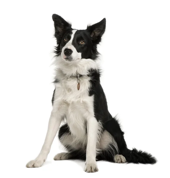 stock image Border Collie, 1 year old, sitting in front of white background