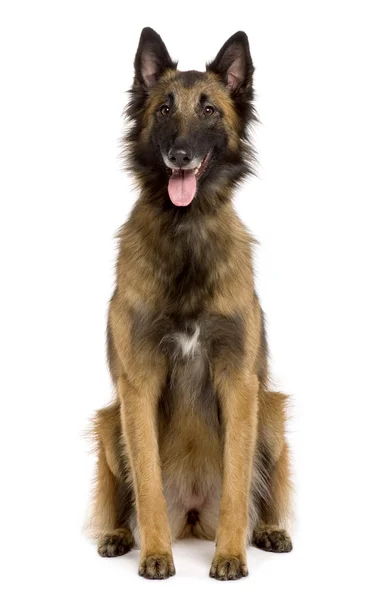 Belgian Tervuren, 3 years old, sitting in front of white background — Stock Photo, Image