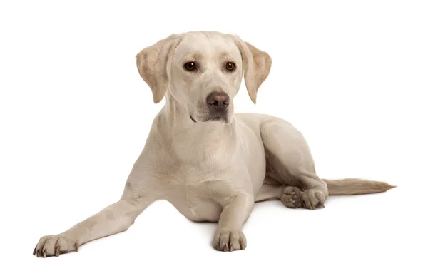 Junger Labrador sitzt vor weißem Hintergrund — Stockfoto