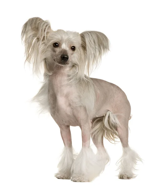 Chinese Crested Dog, 2 years old, standing in front of white background — Stock Photo, Image