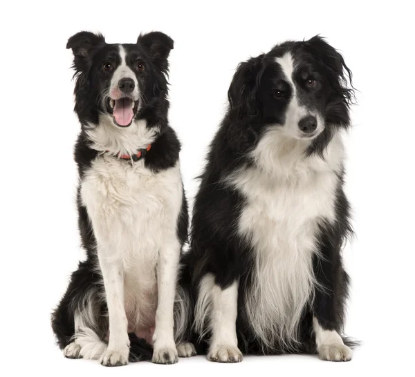 Two Border Collie, 9 years old, sitting in front of white background — Stock Photo, Image