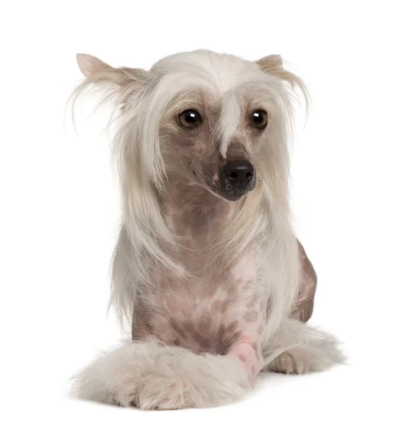 Chinese crested dog zit op witte achtergrond — Stockfoto