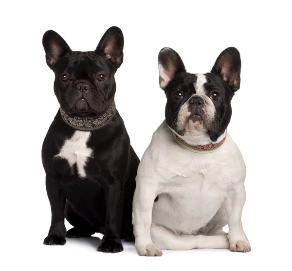 Two French Bulldogs, 2 years old and 11 months old, sitting in front of white background — Stock Photo, Image