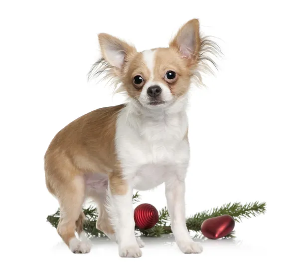 Chihuahua, 7 meses, de pie con decoraciones navideñas frente al fondo blanco — Foto de Stock