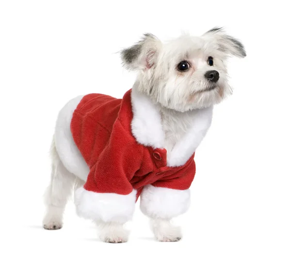 Perro de raza mixta en abrigo de Santa, 6 meses de edad, de pie frente al fondo blanco — Foto de Stock