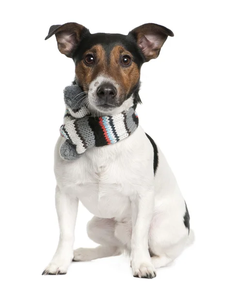 Porträtt av jack russell terrier bär scarf — Stockfoto