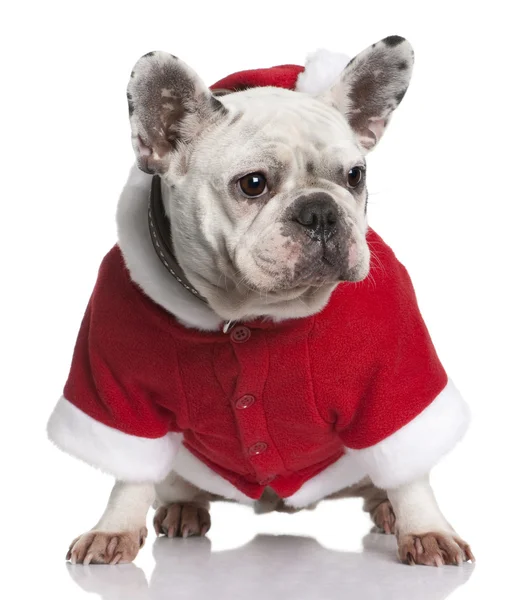 Bulldog francés en abrigo de Santa, 3 años, sentado delante de fondo blanco — Foto de Stock
