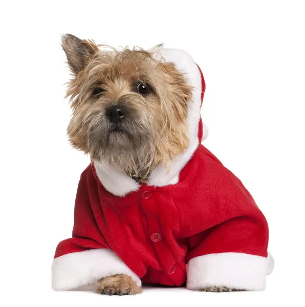 Cairn terrier in Santa coat, 9 months old, sitting in front of white background — Stock Photo, Image