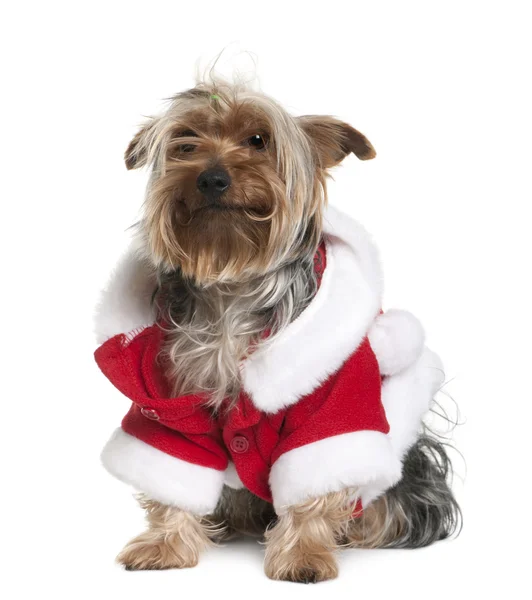Vecchio Yorkshire terrier in Santa cappotto seduto di fronte a sfondo bianco — Foto Stock