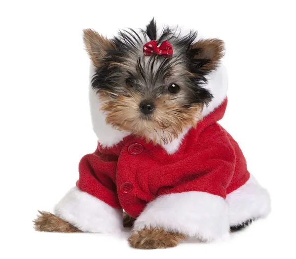 Retrato de cachorro Yorkshire Terrier, 10 meses, vestido com casaco de Papai Noel na frente do fundo branco — Fotografia de Stock