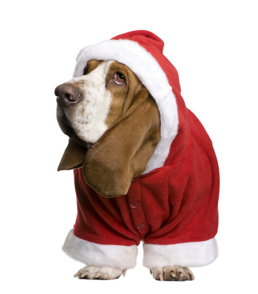 Basset hound in Santa coat, 2 years old, standing in front of white background