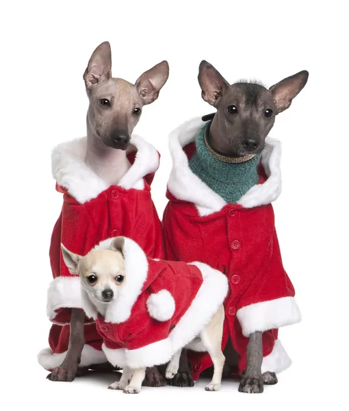 Peruvian Hairless Dogs and a puppy Chihuahua in Santa coats, 1 year, 2 years and 4 months old, in front of white background — Stock Photo, Image