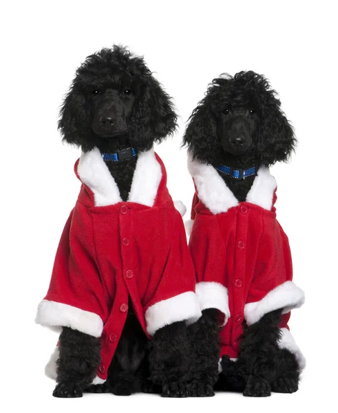 Two Royal Poodle puppies in Santa coats, 4 months old, sitting in front of white background — Stock Photo, Image