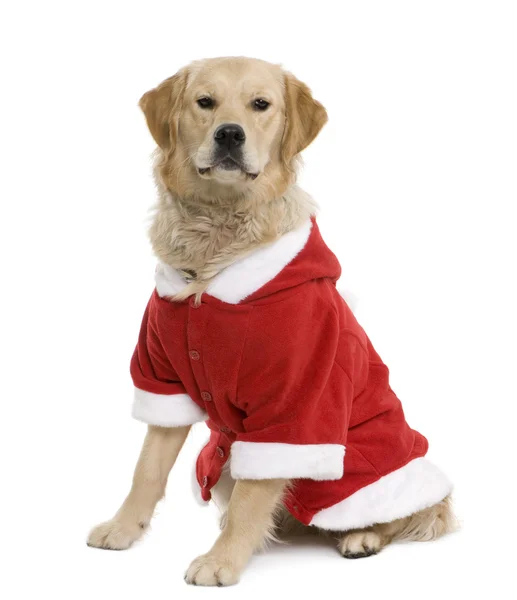 Golden retriever in Santa coat, 11 months old, sitting in front of white background — Stock Photo, Image