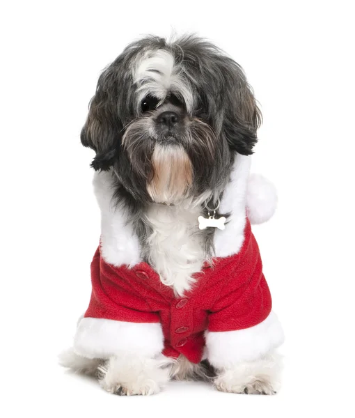 Shi-Tzu in Santa coat, 2 years old, sitting in front of white background — Stock Photo, Image