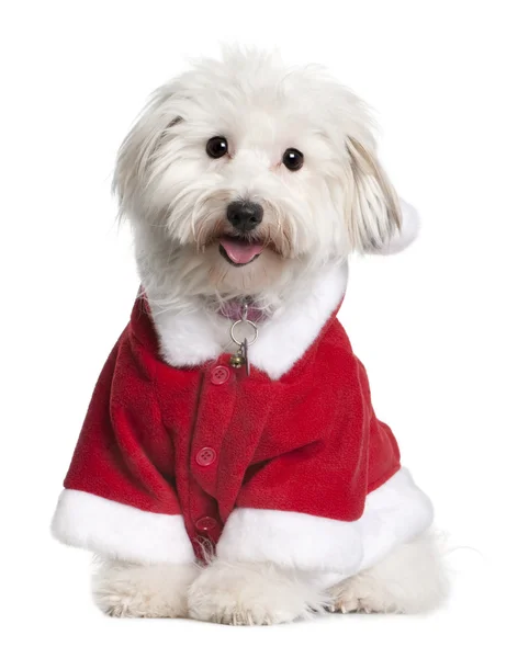 圣诞老人的衣服，1 岁，坐在白色背景前的棉花 de tulear 狗 — 图库照片