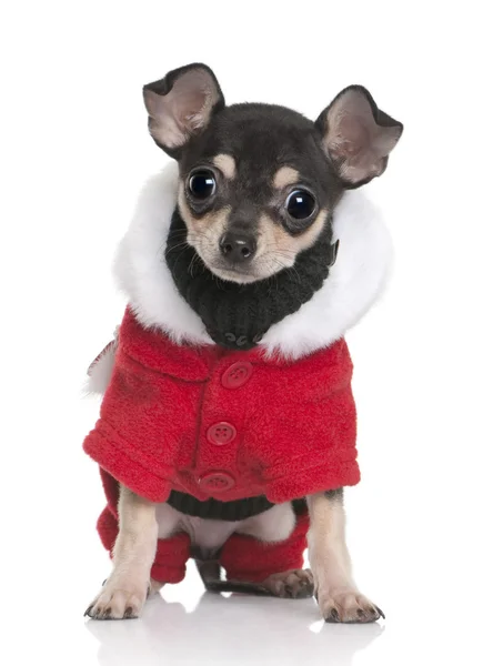 Chihuahua cucciolo in cappotto di Babbo Natale, 3 mesi, seduto davanti allo sfondo bianco — Foto Stock
